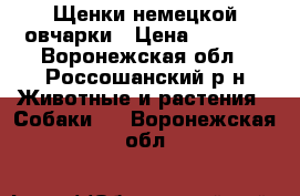 Щенки немецкой овчарки › Цена ­ 7 000 - Воронежская обл., Россошанский р-н Животные и растения » Собаки   . Воронежская обл.